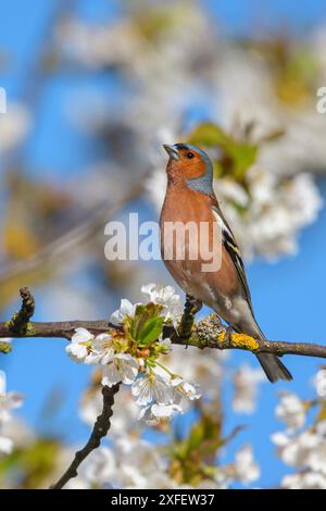 chaffinch (Fringilla coelebs), male perching in a blooming cherry tree, side view, Germany, Rhineland-Palatinate Stock Photo