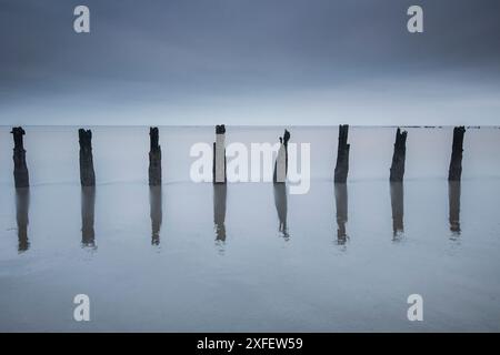 Wierumerwad, row of wooden stakes in the Wadden Sea, Netherlands, Frisia, Wierum Stock Photo