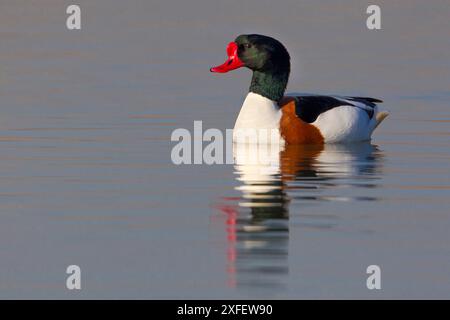 common shelduck (Tadorna tadorna), swimming drake, side view, Italy, Tuscany, Firenze Stock Photo