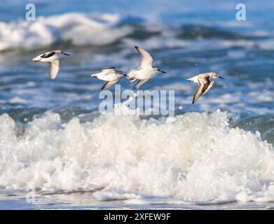 sanderling (Calidris alba), small flock flying over the surf, Netherlands Stock Photo