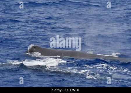 sperm whale, great sperm whale, spermacet whale, cachalot (Physeter macrocephalus, Physeter catodon), swimming in the ocean, Saint Helena Stock Photo