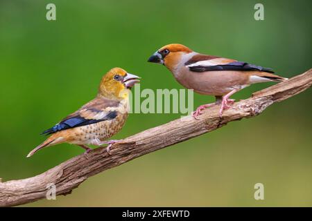 hawfinch (Coccothraustes coccothraustes), feeds juvenile, Hungary Stock Photo