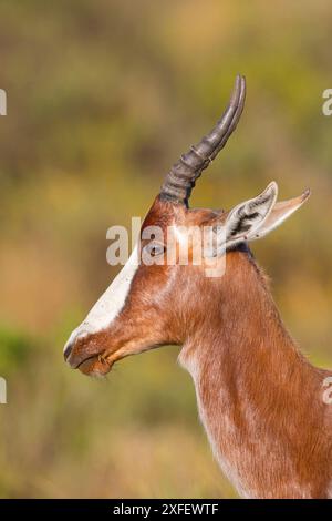 bontebok (Damaliscus pygargus, Damaliscus dorcas, Damaliscus dorcas dorcas), portrait, side view, South Africa, Western Cape, Table Mountain National Stock Photo