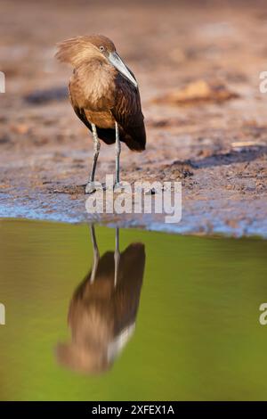 hamercop (Scopus umbretta), standing on the waterside, Gambia, South Bank, Marakissa Stock Photo