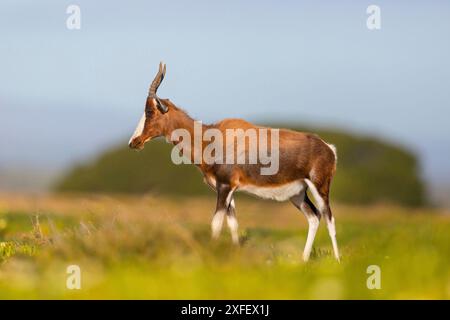 bontebok (Damaliscus pygargus, Damaliscus dorcas, Damaliscus dorcas dorcas), standing in a meadow, side view, South Africa, Western Cape, Table Mounta Stock Photo