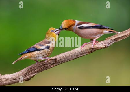 hawfinch (Coccothraustes coccothraustes), feeds juvenile, Hungary Stock Photo