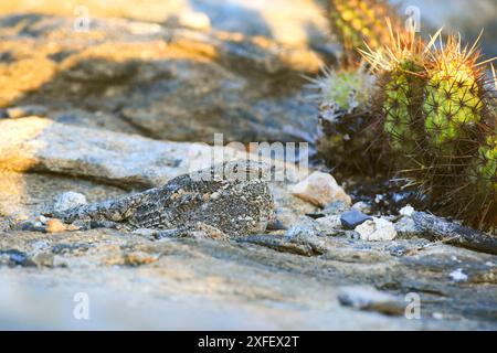 pygmy nightjar (Nyctipolus hirundinaceus, Caprimulgus hirundinaceus), resting during daytime, side view, Brazil, Quixada Stock Photo