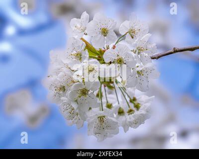 dwarf cherry, morello cherry, sour cherry (Prunus cerasus), inflorescence, Germany Stock Photo