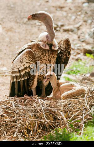 Young Rueppell's vulture Gyps rueppelli, approach, Masai Mara Game ...