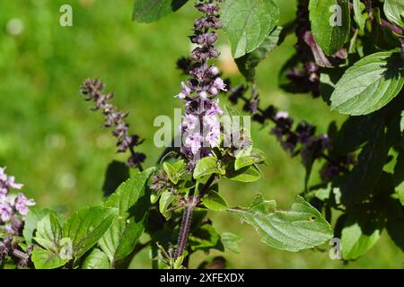 Purple flowering Perennial Basil Magic Blue (Ocimum basilicum). Blurred lawn on the background. Summer, June, Netherlands. Stock Photo