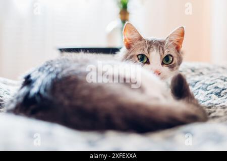 White and grey cat relaxing on couch in living room on blanket. Pet feeling comfortable at home. Close up Stock Photo