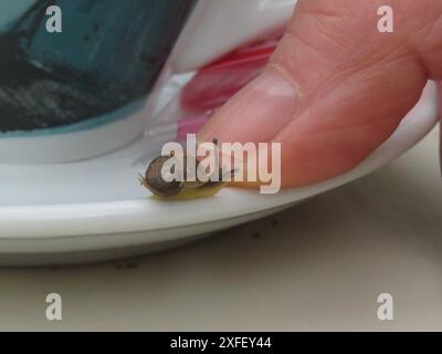 netherlands, a mini snail on the saucer of a cup. Stock Photo