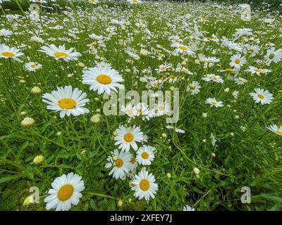 Netherlands, wild daisies or Leucanthemum vulgare meadow wildflowers with white petals and yellow center in bloom Stock Photo