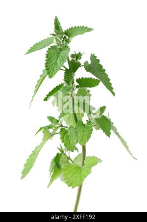 Bunch of lemon balm or melissa plant isolated on white background. Fresh green mint leaf. Clipping path Stock Photo