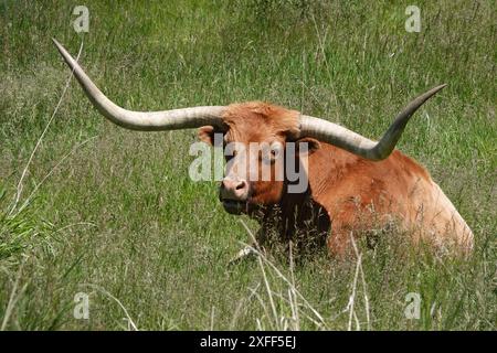 Texas Longhorn Relaxing in Field Stock Photo