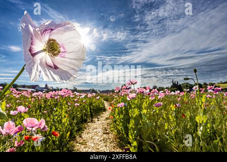 Pink opium poppies on a field Stock Photo