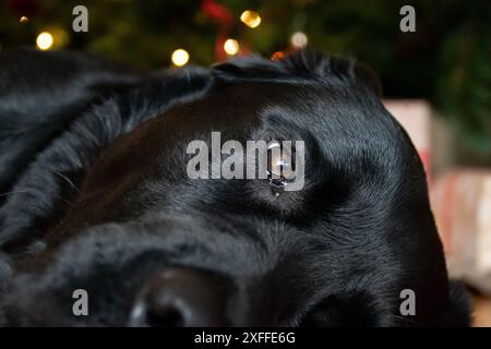 Black Labrador Retriever taking a rest in front of the Christmas Tree. Stock Photo