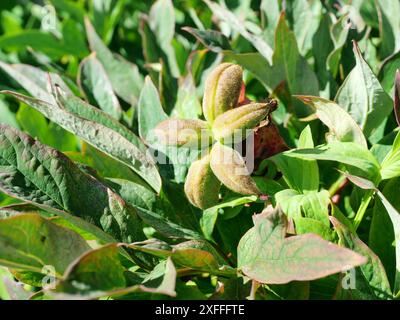 Pfingstrosen kapsel - Photo of faded peonies with star-shaped seed pods. A captivating sight, ideal for dry arrangements and garden aesthetics. Stock Photo