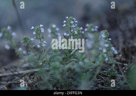 light pink thymus flowers in nature Stock Photo