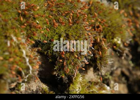 Natural botanical background with green moss Stock Photo