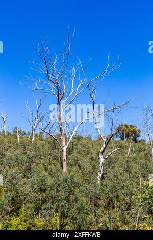 Dead trees stand out against a bright blue sky in the Blue Mountains, New South Wales, Australia. Stock Photo