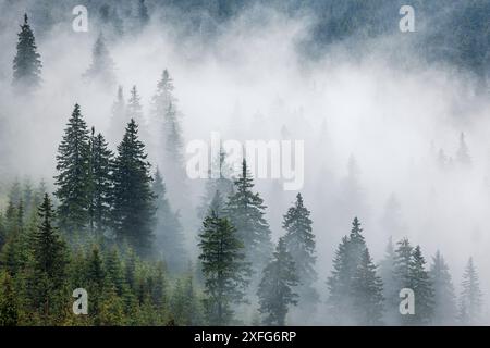 Misty spruce forest with low clouds in mountains. Natural background and atmospheric weather conditions with fog Stock Photo