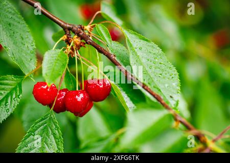 Ripe red cherries and green leaves with raindrops hanging on tree branch after rain. Healthy food in organic fruit orchard Stock Photo