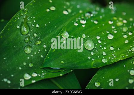 Lily of the valley plant leaves with raindrops. Close up natural abstract green background Stock Photo