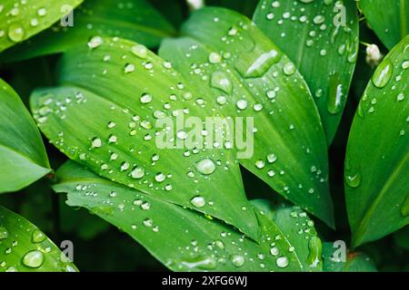 Lily of the valley plant leaves with raindrops. Close up natural abstract green background Stock Photo