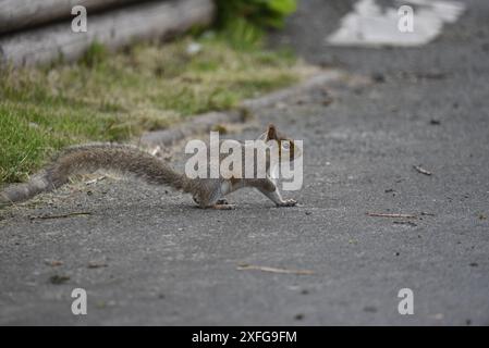 Eastern Gray Squirrel (Sciurus carolinensis) Running Left to Right on Tarmac with Front Paw Up, Left of Image, taken in Wales, UK in Spring Stock Photo