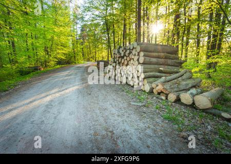 A pile of wood in the forest by a dirt road with sunlight shining, spring day Stock Photo