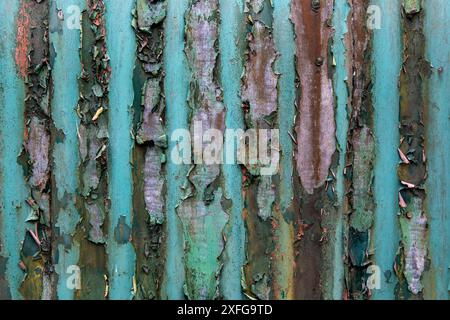 Closeup view of old rusted corrugated iron wall panel with old flaking paintwork Stock Photo