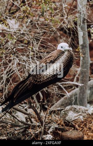 Adult female magnificent frigatebird perched on a branch at North Seymour, Galapagos, Ecuador. Stock Photo
