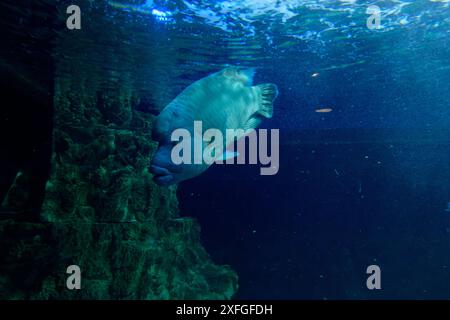 Underwater world with the humphead wrasse also known as Napoleon Wrasse (Cheilinus undulatus) Stock Photo