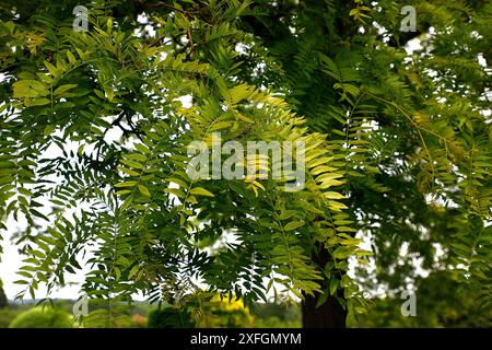 Closeup of the fresh new yellow leaves of the large garden tree gleditsia triacanthos sunburst. Stock Photo