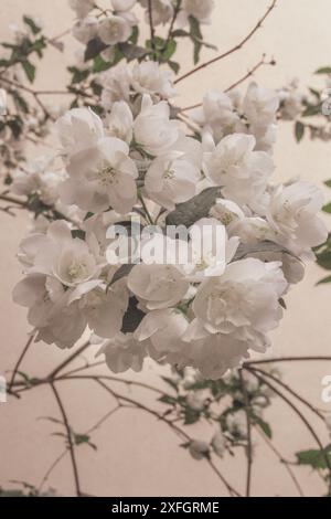 vertical-photo-of-jasmine-