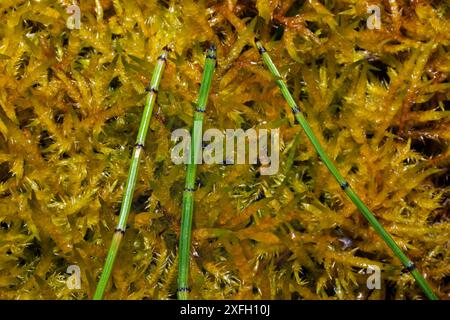 Equisetum variegatum (variegated horsetail) occurs in dune slacks, mountain flushes and lake margins. It has a circumpolar distribution. Stock Photo