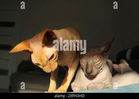 Sad cat Sphynx on the sofa in the sun. Beautiful unusual cats in an apartment, house. Stock Photo