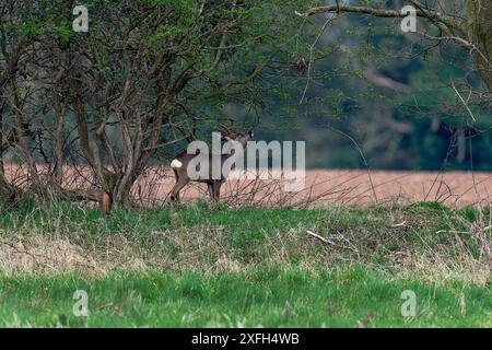 Roe deer (Capreolus capreolus), adult buck scent marking territory on tree. Stock Photo