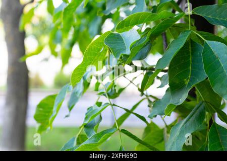 Green walnut leaves close-up on blurred background. Stock Photo