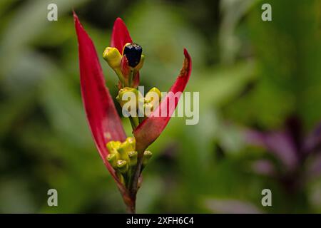 macro of a parrot's beak flower in Costa Rica Stock Photo