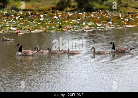 Two Canada geese (Branta canadensis) and six goslings swimming together in the pond at Hatchet Moor with water lilies in the background Stock Photo