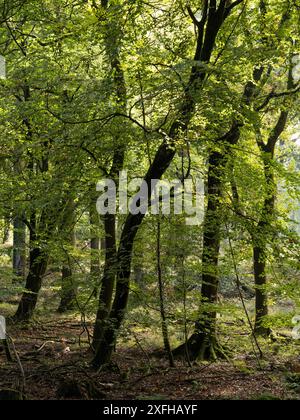 Dense natural woodland at New Beechenhurst Inclosure, Forest of Dean ...