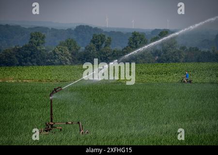 A field with onions is artificially irrigated, water is sprayed onto the field via a sprinkler system, NRW, Germany Stock Photo