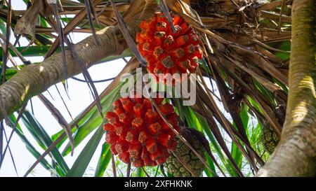 Fragrant Screwpine (Pandanus fascicularis, Pandanus odorifer, Pandanus tectorius) with nature background. Stock Photo