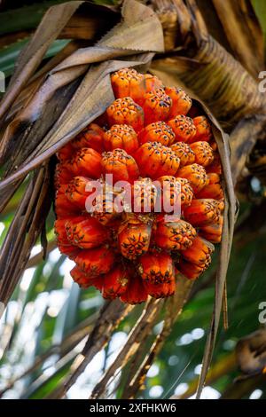 Fragrant Screwpine (Pandanus fascicularis, Pandanus odorifer, Pandanus tectorius) with nature background. Stock Photo