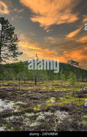 View of Nipfjället Mountain Outcrop in Idre, Dalarna Sweden. Heather, moss and a pine forest woodland in the foreground and vibrant orange sunset sky Stock Photo