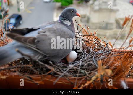 A dove sits on eggs. Dove with one egg. Pigeon pair make a nest in a flower box on a windowsill. The concept of bird life in the city Stock Photo