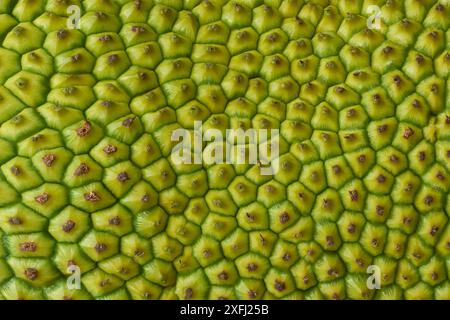 close-up of jackfruit skin surface abstract, yellowish green rough spiky thick texture background or wallpaper backdrop for graphic designing template Stock Photo