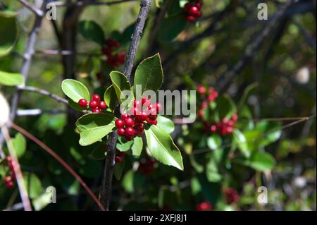 These red berries look great - I think it's Seaberry Saltbush (Rhagodia Candolleana). Found in coastal scrub at Point Nepean in Victoria, Australia. Stock Photo